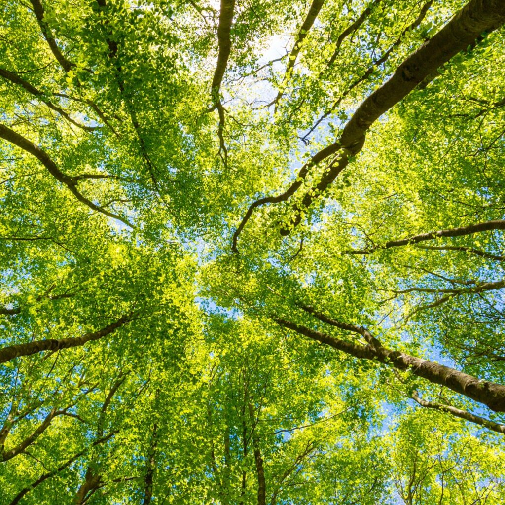 Naturnahe Bestattung Bestattungen Fürtsch Langenfeld Naturnahe Bestattung Bestattungen Fürtsch Langenfeld